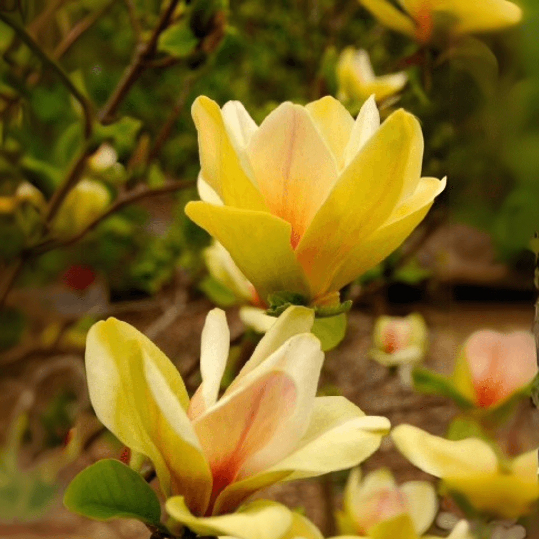 Magnolia 'Sunsation' tree with large, tulip-shaped yellow blooms accented with pink blush, perfect for ornamental spring displays.
