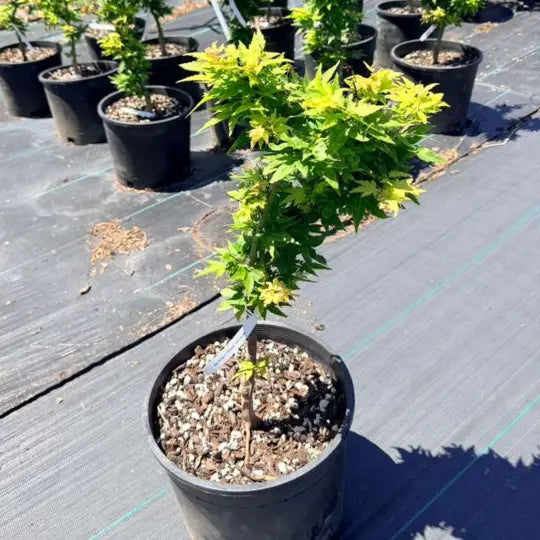 Acer Mikawa Yatsubusa Japanese Maple with dense layered foliage