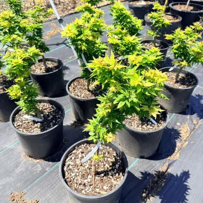 Compact Japanese Maple ideal for small gardens and containers