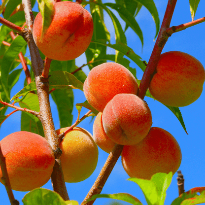 Peach Contender tree bearing juicy, yellow-fleshed peaches, ideal for home orchards and cold climates.