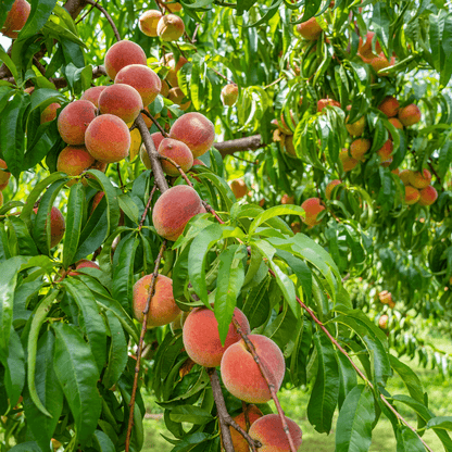 Healthy Peach Contender plant with lush green leaves, ideal for home orchards and known for producing juicy, cold-hardy peaches.