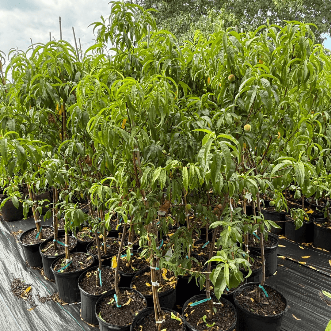 Peach Contender Semi-Dwarf Peach Tree – Sweet, Juicy Fruit for Home Gardens