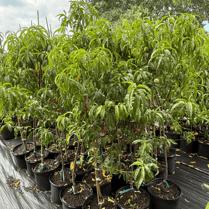 Peach Contender Semi-Dwarf Peach Tree – Sweet, Juicy Fruit for Home Gardens