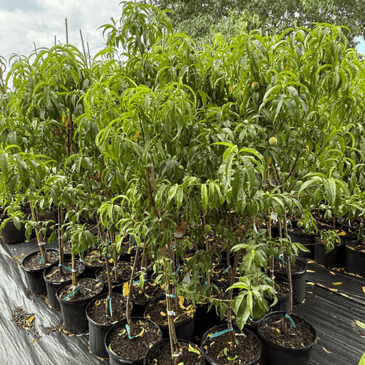 Peach Contender Semi-Dwarf Peach Tree – Sweet, Juicy Fruit for Home Gardens