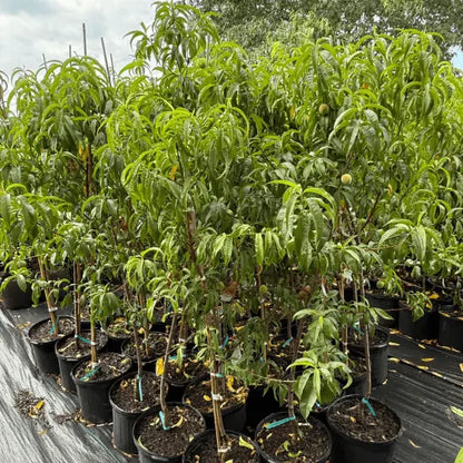Peach Contender fruit tree with summer peaches for garden landscape