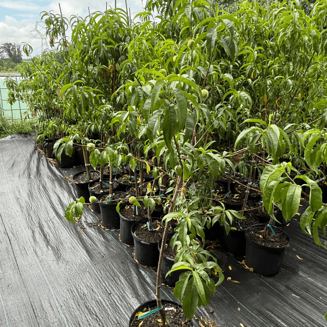 Peach Contender fruit tree with juicy, sweet peaches perfect for home gardens and backyard orchards, disease-resistant and high-yielding peach variety ideal for moderate climates