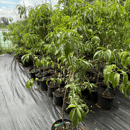 Peach Contender fruit tree with juicy, sweet peaches perfect for home gardens and backyard orchards, disease-resistant and high-yielding peach variety ideal for moderate climates