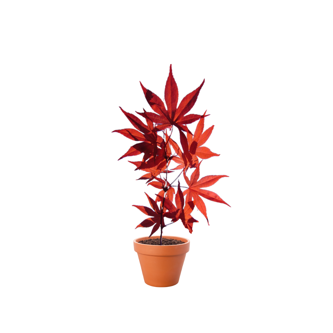 Red Leaf Maple tree (Acer Palmatum var. Atropurpureum) with rich burgundy leaves and elegant branching.