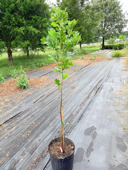 Quercus ‘Scarlet Letter’