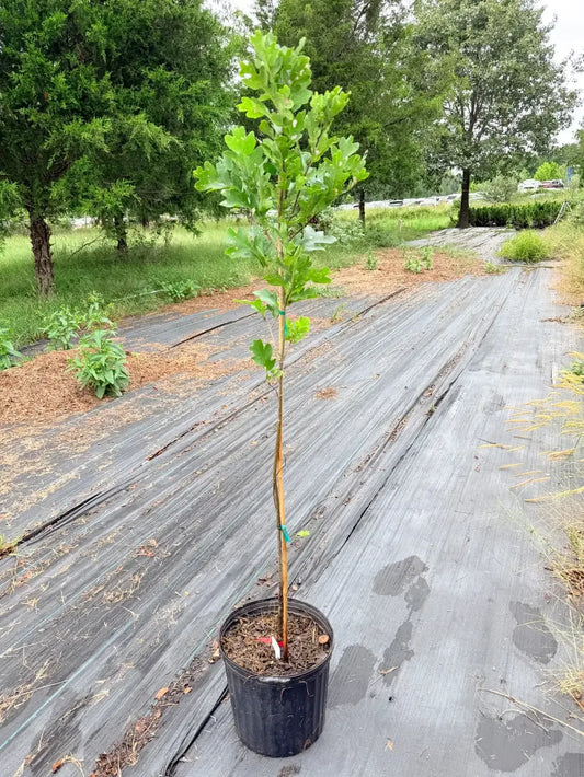 Healthy Quercus 'Scarlet Letter' oak tree, growing in a nursery container.