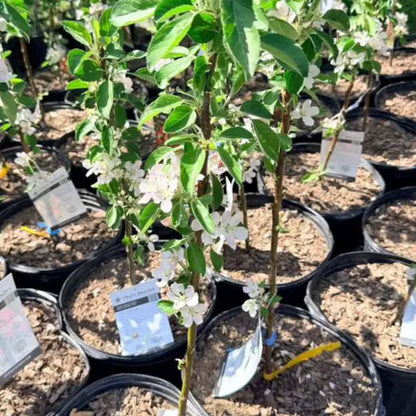 Young apple trees in black containers with flowers ready for planting