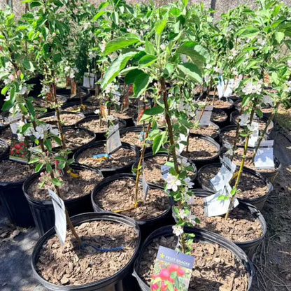Sweet Treat apple plants in nursery pots with blossoms
