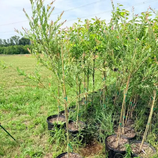 Hakuro Nishiki Dappled Willow growing as ornamental accent tree