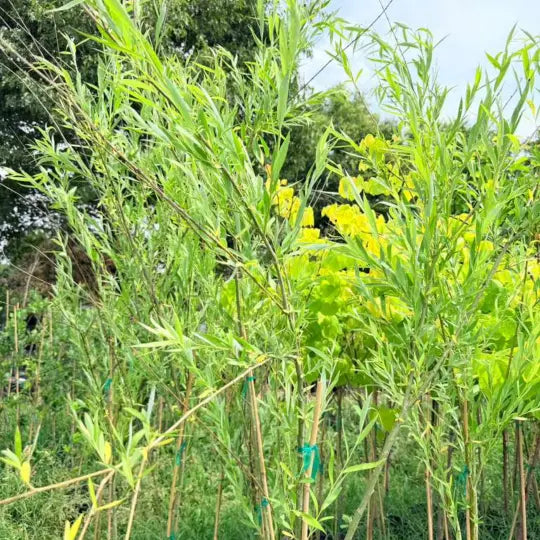 Willow Green Weeping
