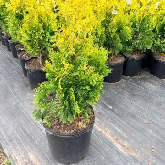 Close-up of Yellow Ribbon Arborvitae foliage showing golden color