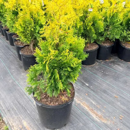 Close-up of Yellow Ribbon Arborvitae foliage showing golden color