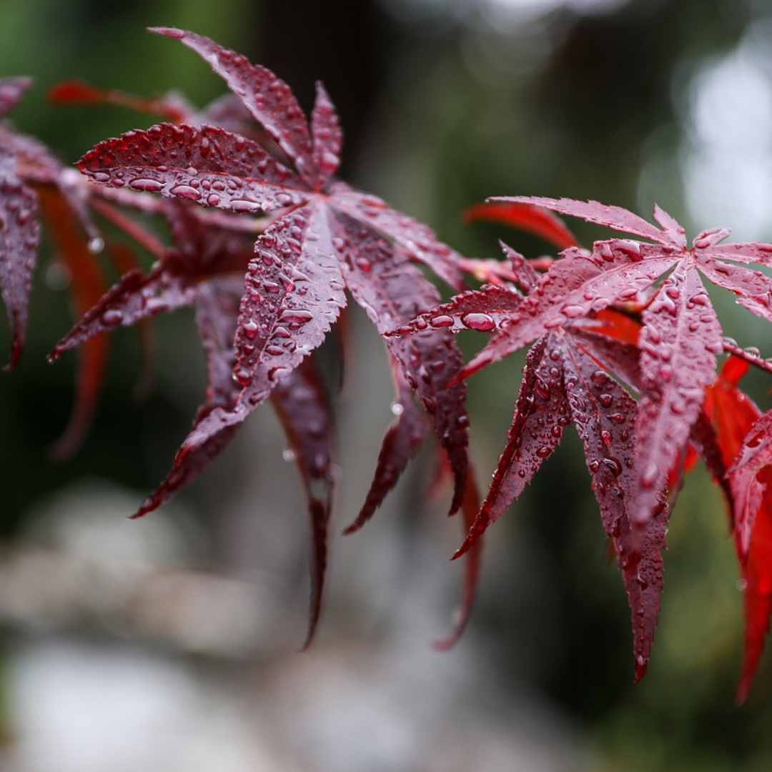 Acer Bloodgood Japanese Maple with deep burgundy leaves and vibrant scarlet fall foliage.