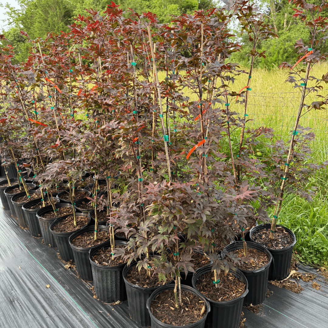 Acer Bloodgood Japanese Maple tree with deep red foliage, perfect ornamental tree for landscaping and small gardens, hardy and low-maintenance red-leaf maple variety