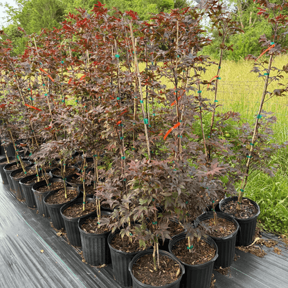 Acer Bloodgood Japanese Maple tree with deep red foliage, perfect ornamental tree for landscaping and small gardens, hardy and low-maintenance red-leaf maple variety