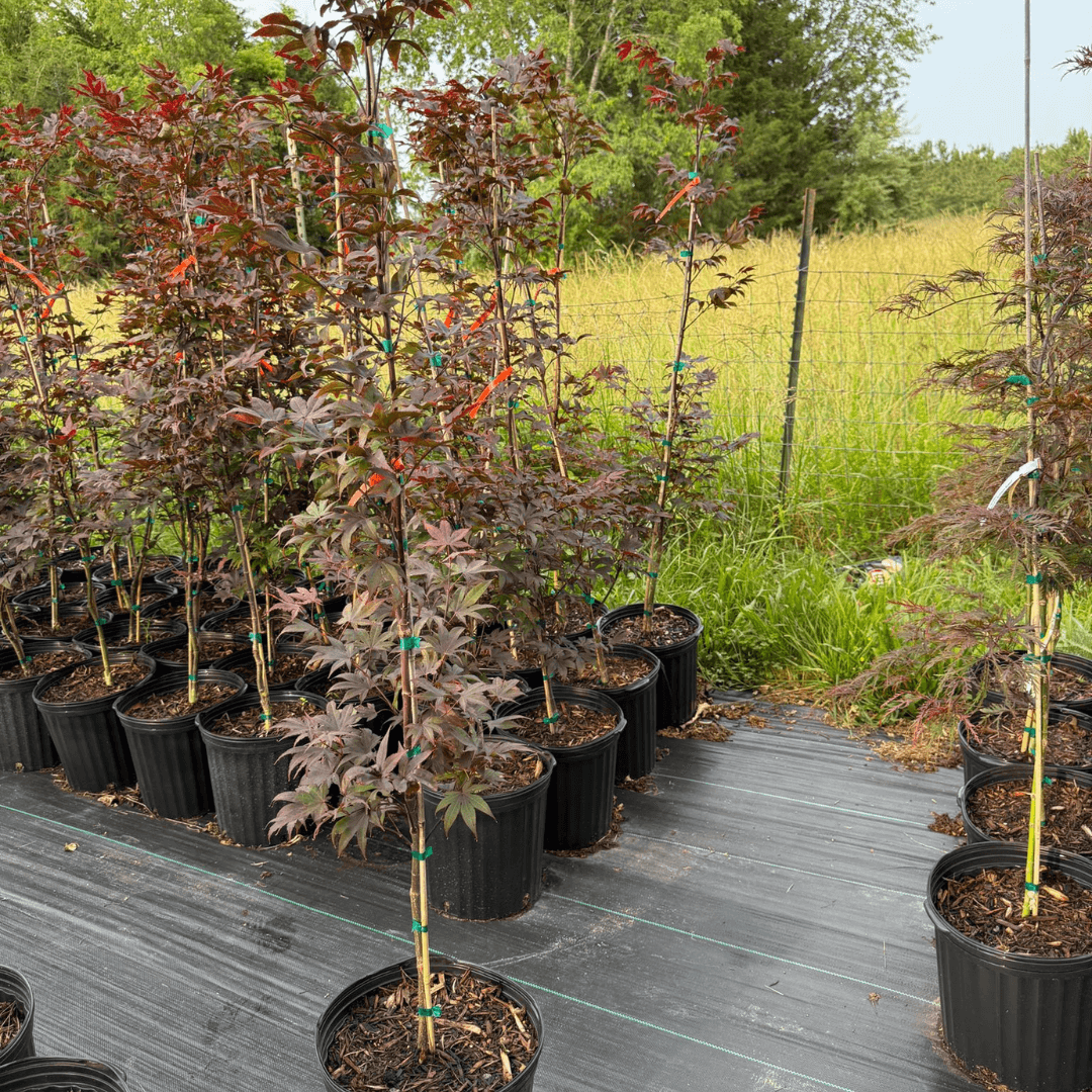 Acer Bloodgood Japanese Maple tree with deep red foliage, perfect ornamental tree for landscaping