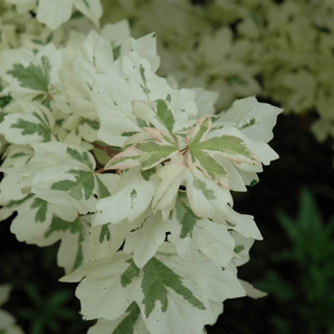 Acer Campestre Carnival Plant with creamy white and green variegated leaves, ideal for ornamental landscaping and compact gardens.