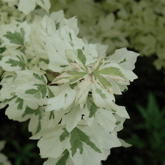 Acer Campestre Carnival Plant with creamy white and green variegated leaves, ideal for ornamental landscaping and compact gardens.