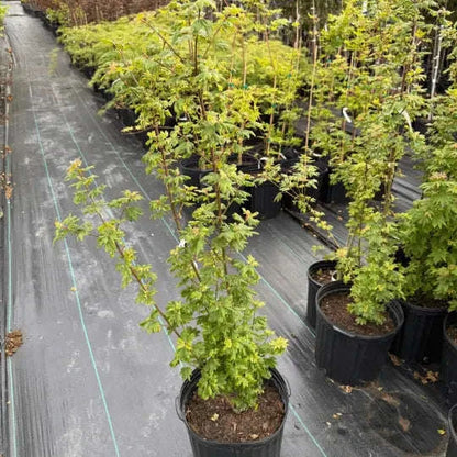 Acer circinatum ‘Baby Buttons’ Vine Maple Garden Delight Center
