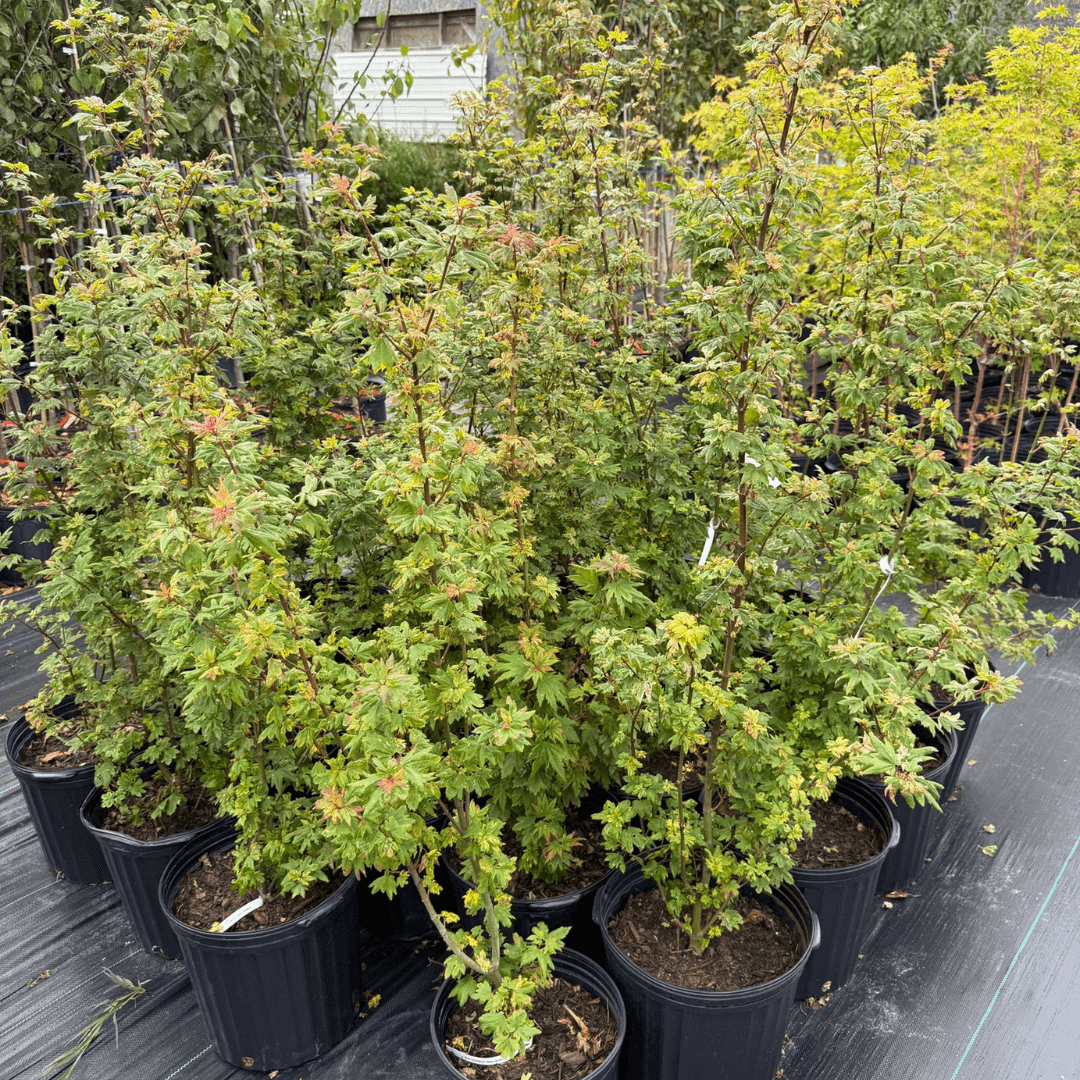 Small Acer circinatum variety with unique button-shaped leaves and stunning seasonal color for garden borders