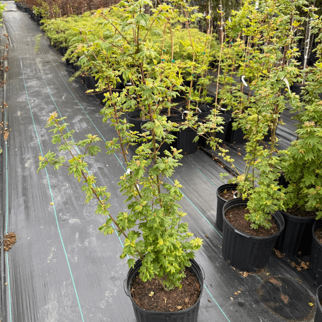Compact Acer circinatum ‘Baby Buttons’ tree with rounded green leaves, perfect for small gardens and containers
