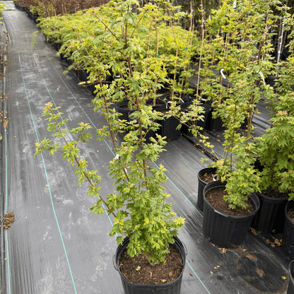 Compact Acer circinatum ‘Baby Buttons’ tree with rounded green leaves, perfect for small gardens and containers