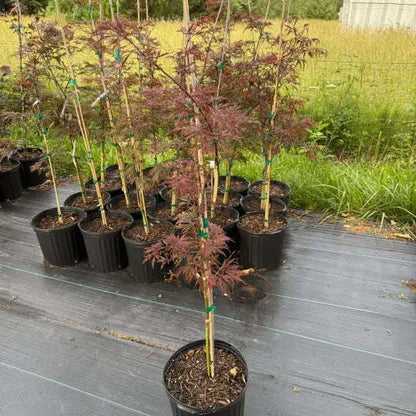 Acer Dissectum Crimson Queen Garden Delight Center