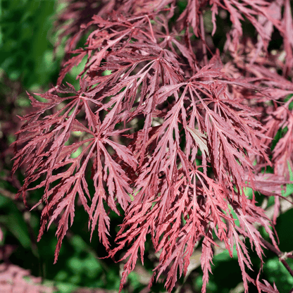 Acer Dissectum Crimson Queen with finely cut, deep crimson-red leaves cascading in a graceful, weeping form.