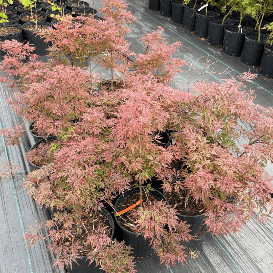 Acer Dissectum Orangeola Japanese Maple with finely dissected, cascading orange-red foliage in a garden landscape during autumn