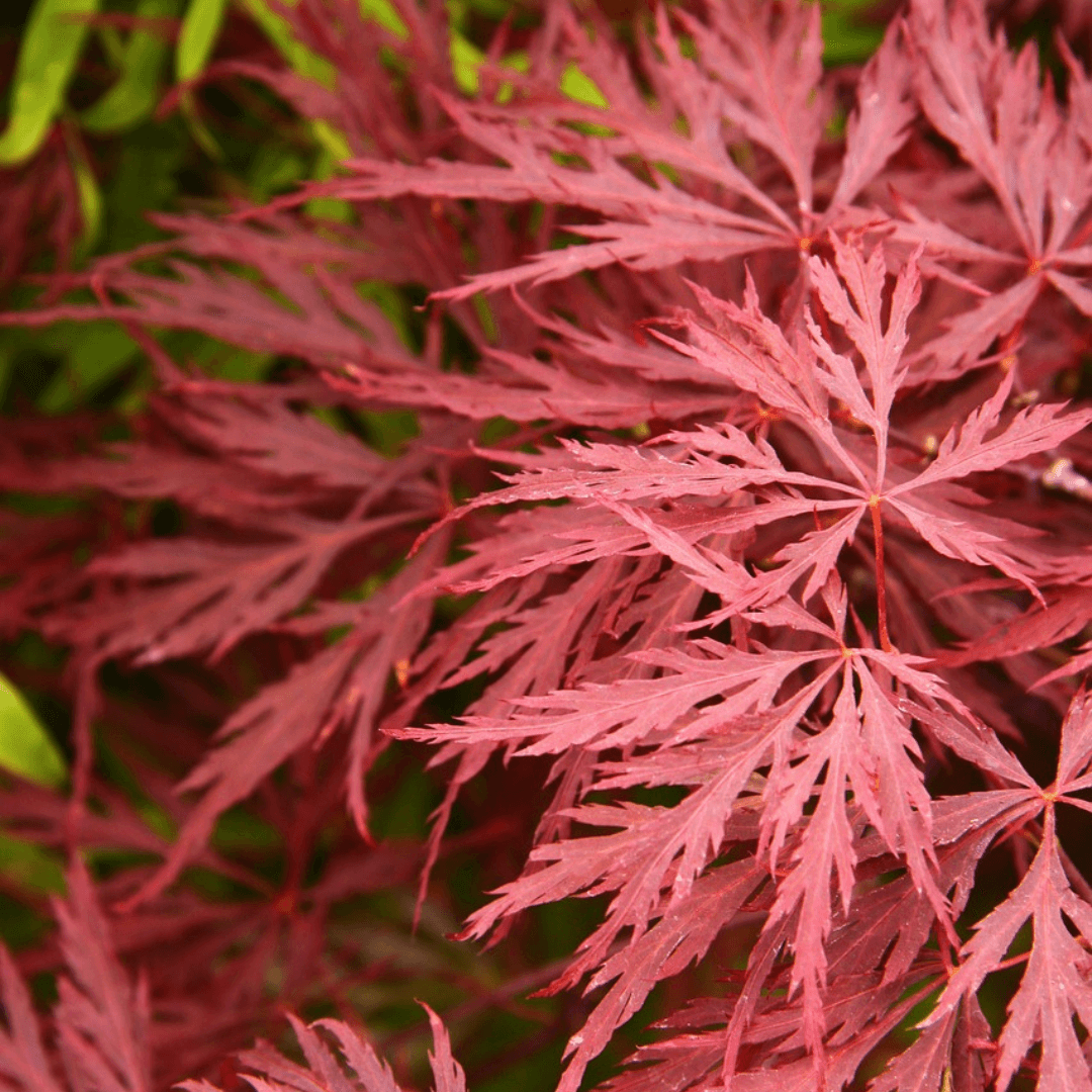 Acer Dissectum Orangeola with finely cut, lacy leaves that emerge orange-red in spring and turn deep red in fall.