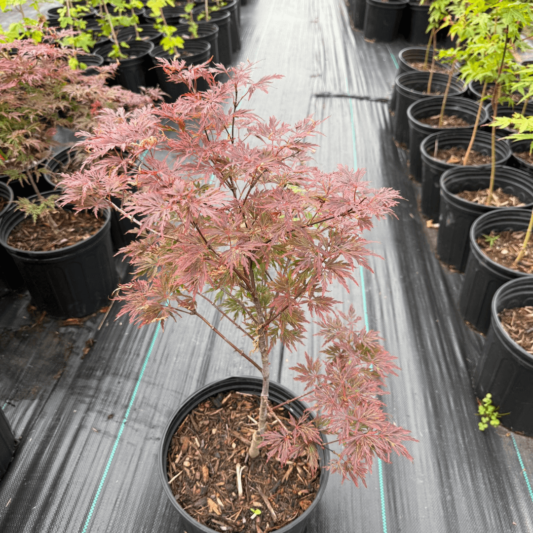 Acer Orangeola Japanese Maple tree with vibrant orange-red cascading foliage, perfect ornamental dwarf maple for small gardens and landscape borders