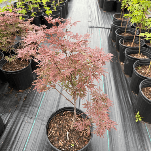 Acer Orangeola Japanese Maple tree with vibrant orange-red cascading foliage, perfect ornamental dwarf maple for small gardens and landscape borders