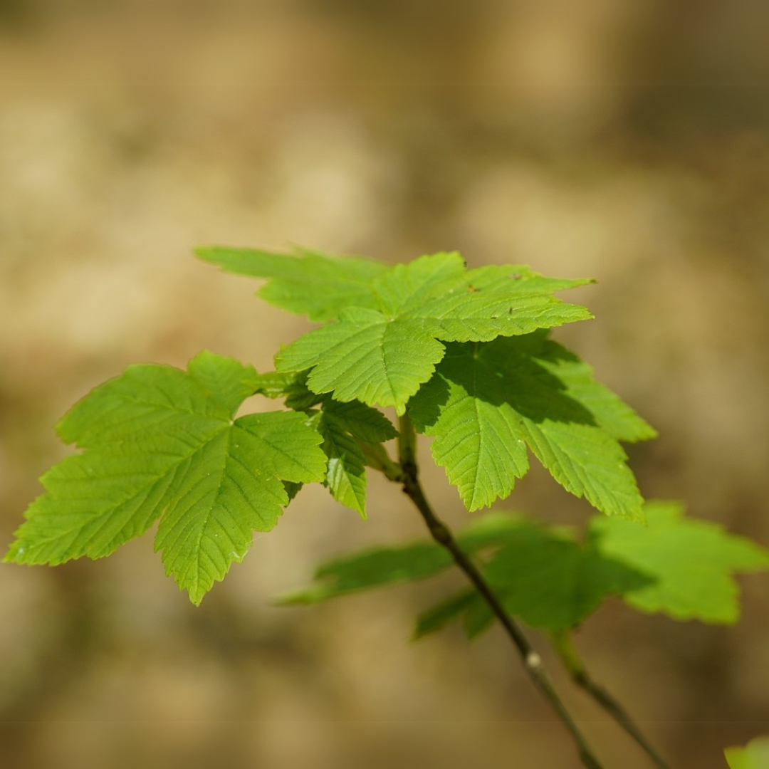 Acer Miyabei tree with lush green foliage, ideal for shade and ornamental landscaping.