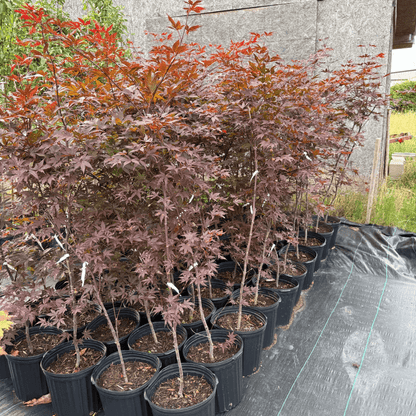 Emperor I Japanese Maple tree with rich red foliage in spring, perfect for adding bold color to shaded garden landscapes