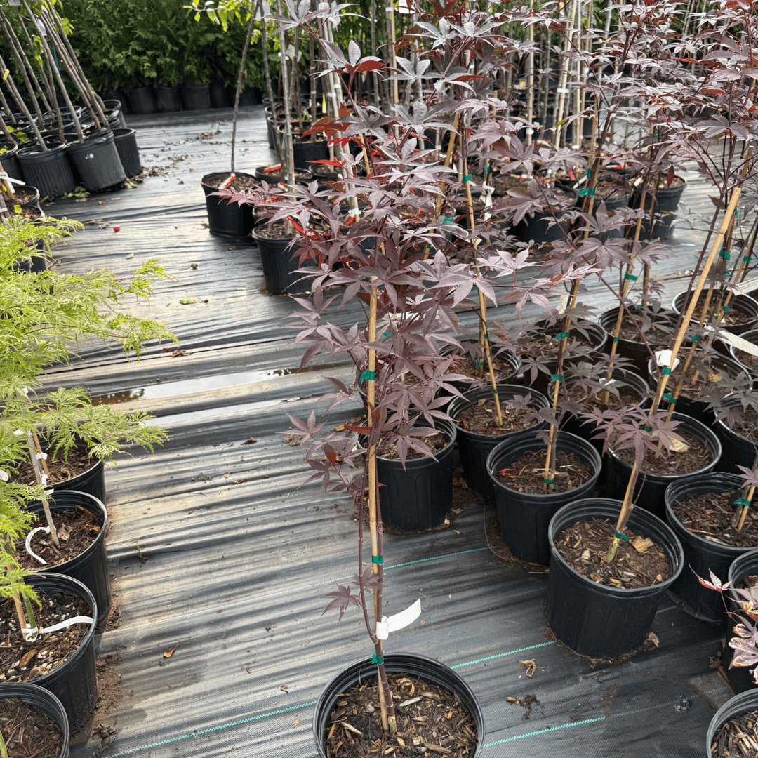Graceful branching of Emperor I Japanese Maple highlighted by vibrant crimson leaves in a compact ornamental garden setting