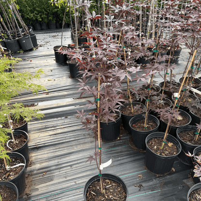 Graceful branching of Emperor I Japanese Maple highlighted by vibrant crimson leaves in a compact ornamental garden setting