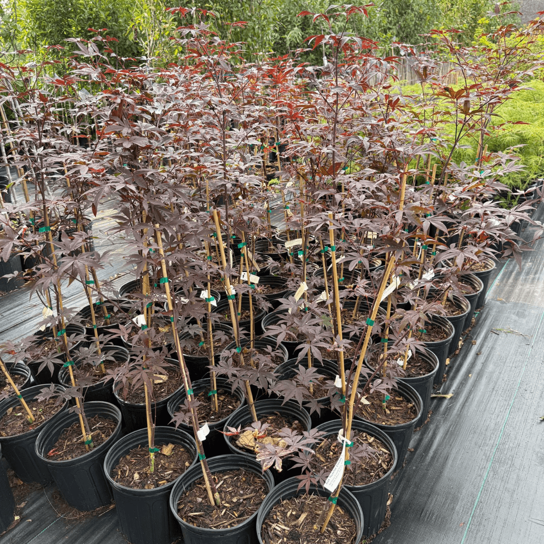 Close-up of deep burgundy leaves from a mature Emperor I tree, ideal for patio containers and small landscape focal points