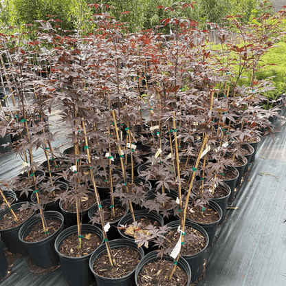 Close-up of deep burgundy leaves from a mature Emperor I tree, ideal for patio containers and small landscape focal points