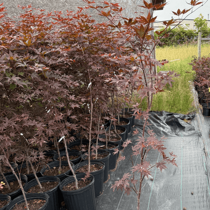 Stunning fall foliage of Emperor I Japanese Maple showing vibrant red tones in a low-maintenance garden design