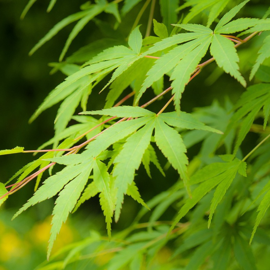 Acer Palmatum tree with vibrant red and green foliage, available as a Japanese Maple tree for sale, perfect for garden landscapes.