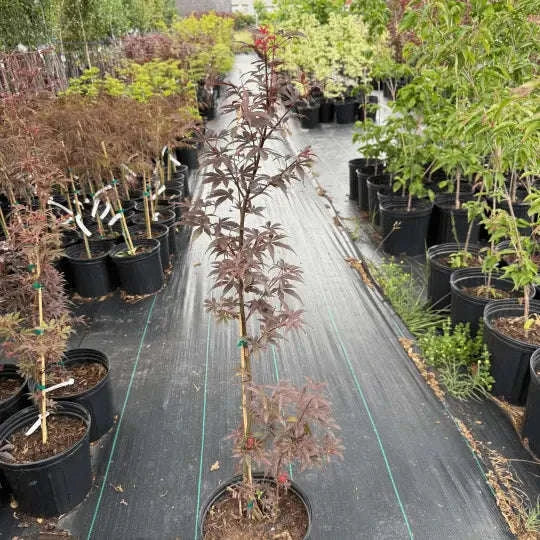 Acer palmatum 'Skeeter's Broom’ Garden Delight Center