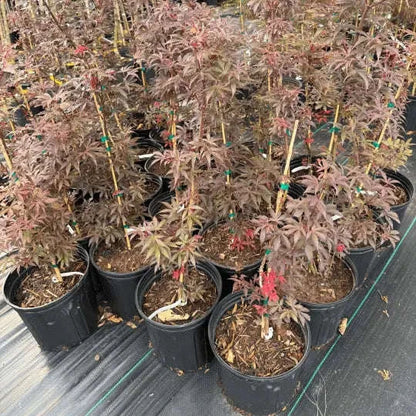 Acer palmatum 'Skeeter's Broom’ Garden Delight Center