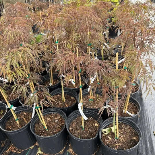 Acer palmatum 'Skeeter's Broom’ Garden Delight Center