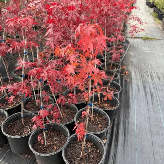 Acer Palmatum var. Atropurpureum Garden Delight Center