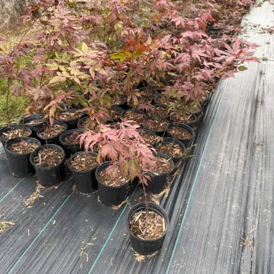 Acer Palmatum var. Atropurpureum Garden Delight Center