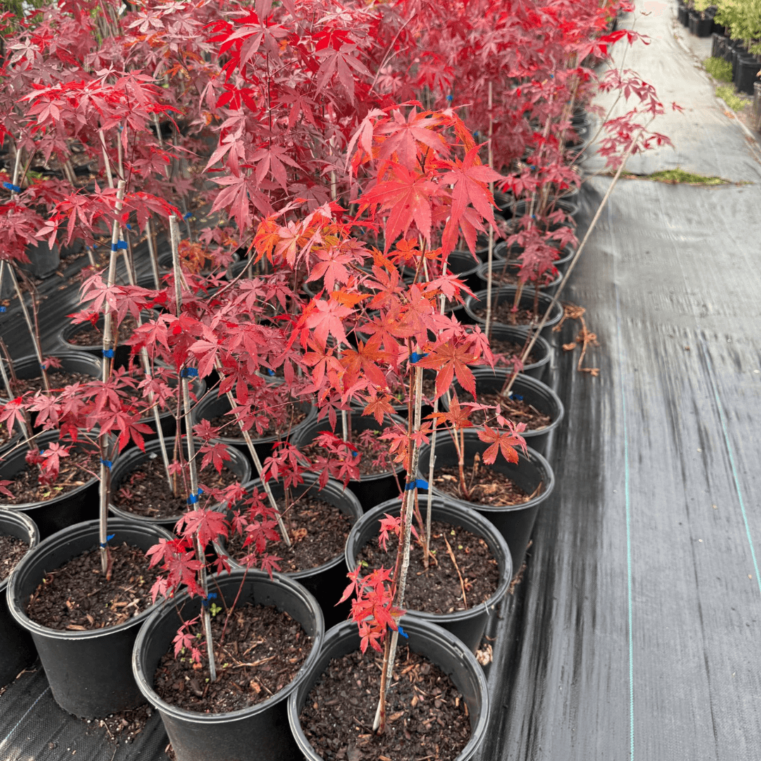 Red Leaf Maple tree (Acer Palmatum var. Atropurpureum) with rich burgundy leaves and elegant branching.